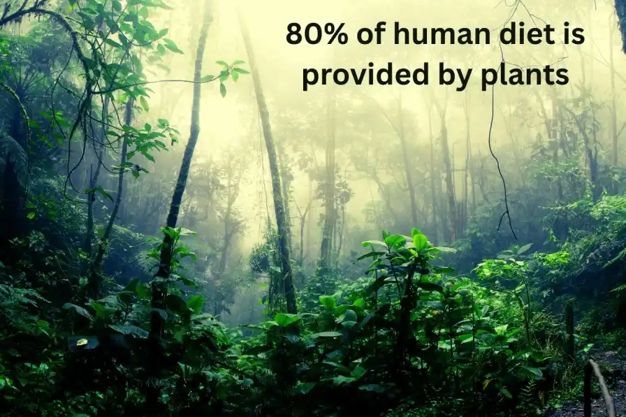 Biodiversity, 80% of human diet is provided by plants