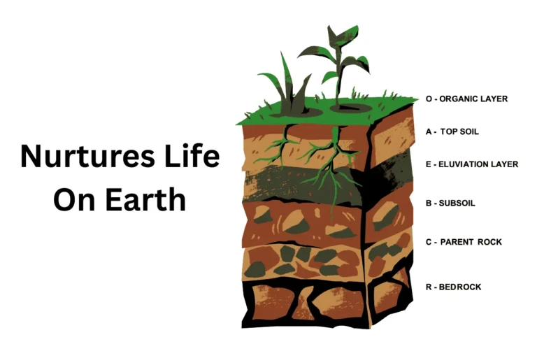 12 Amazing Reasons Why Soil Is Important