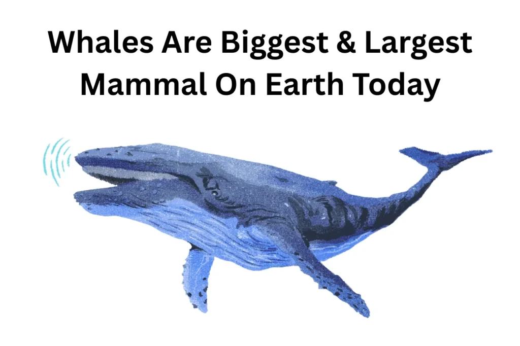 A Small Introduction On Whales