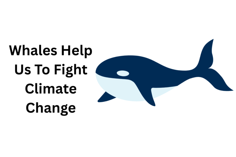 How Whales Can Help Us To Fight Climate Change?