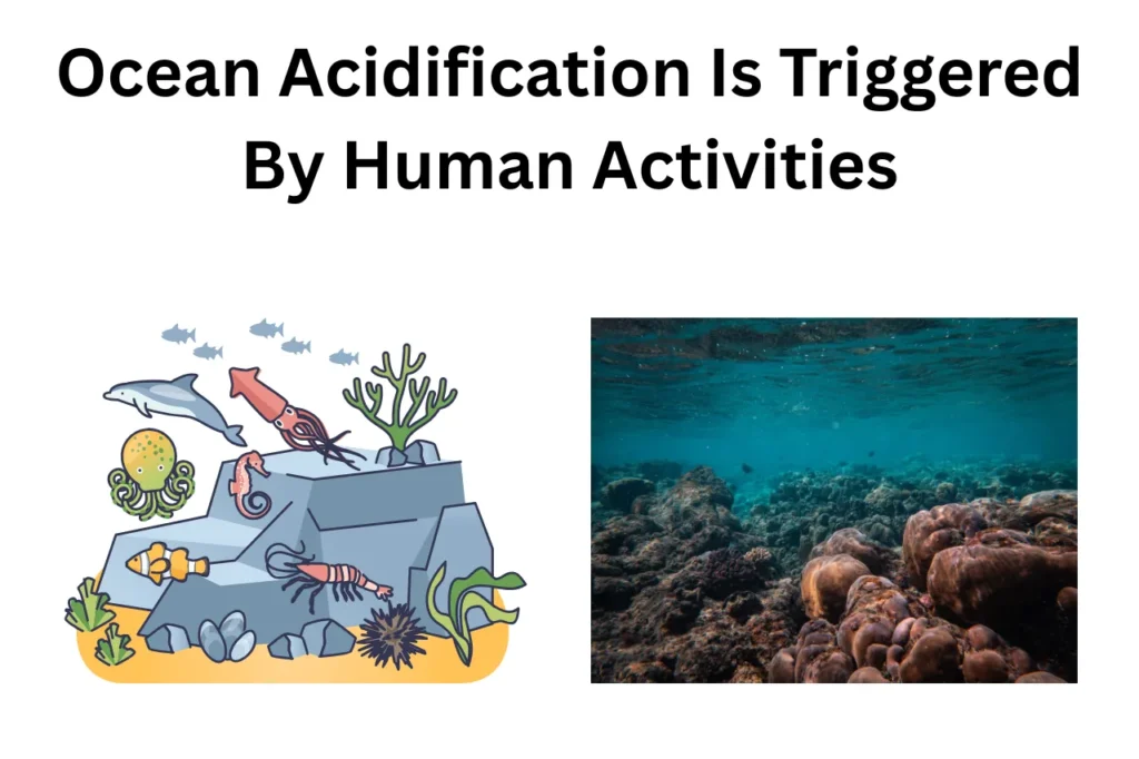 Impacts Of Ocean Acidification