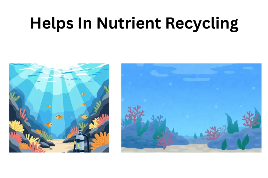 Importance Of Coral Reefs