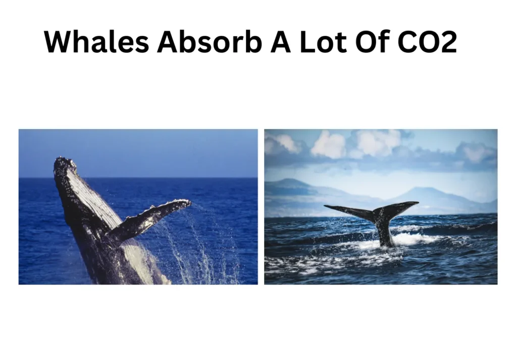 How Whales Can Help Us To Fight Climate Change