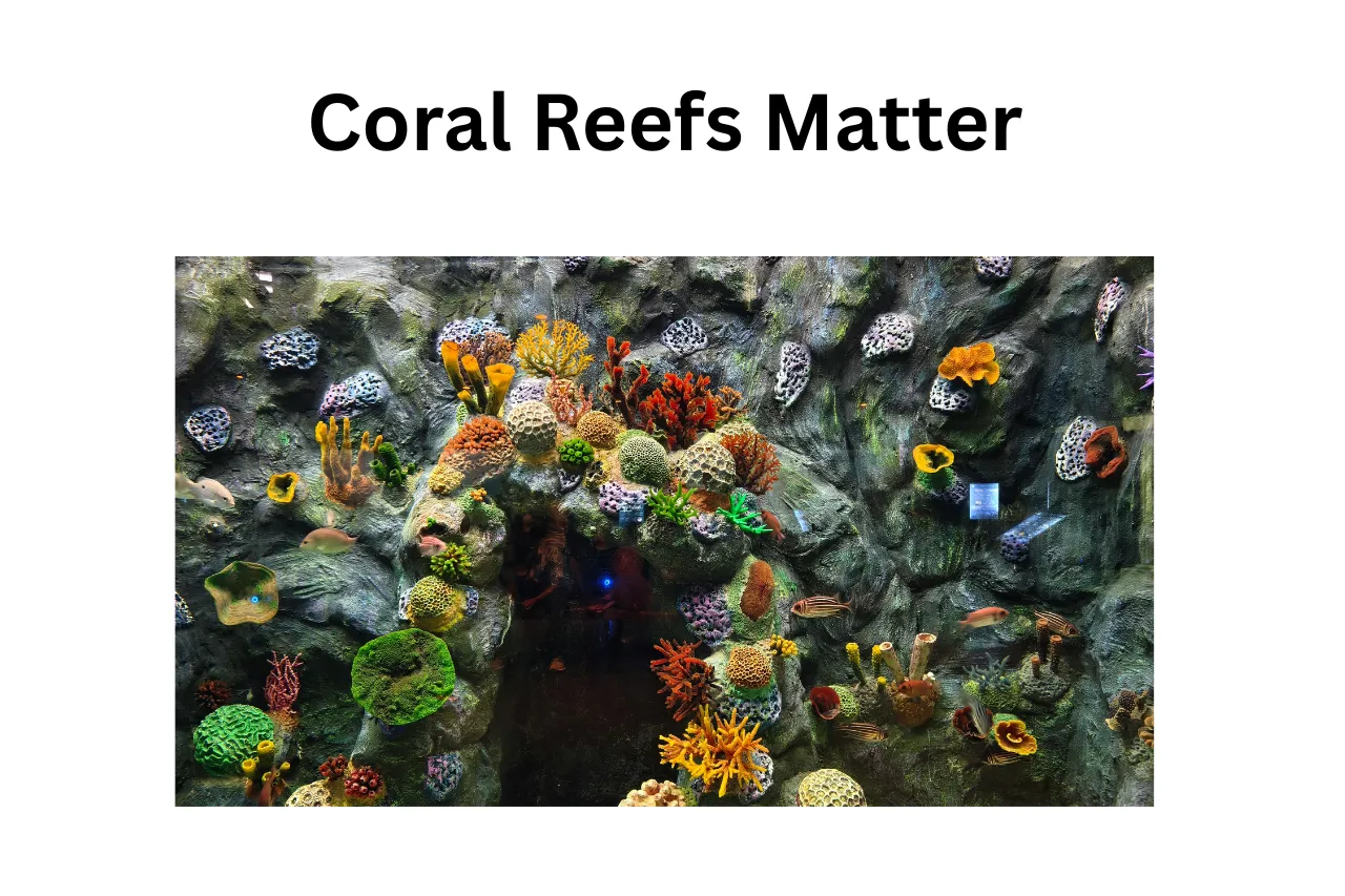 Super Reasons Why Are Coral Reefs Important