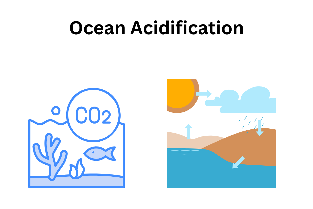 The Easy Guide On Ocean Acidification