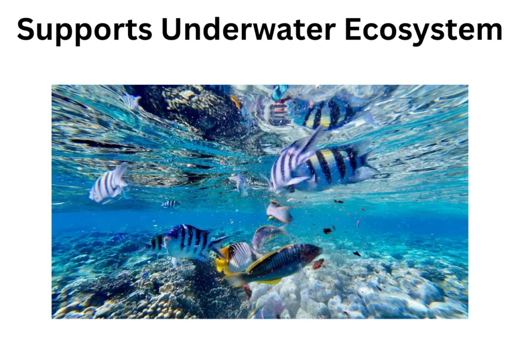What Is A Coral Reef