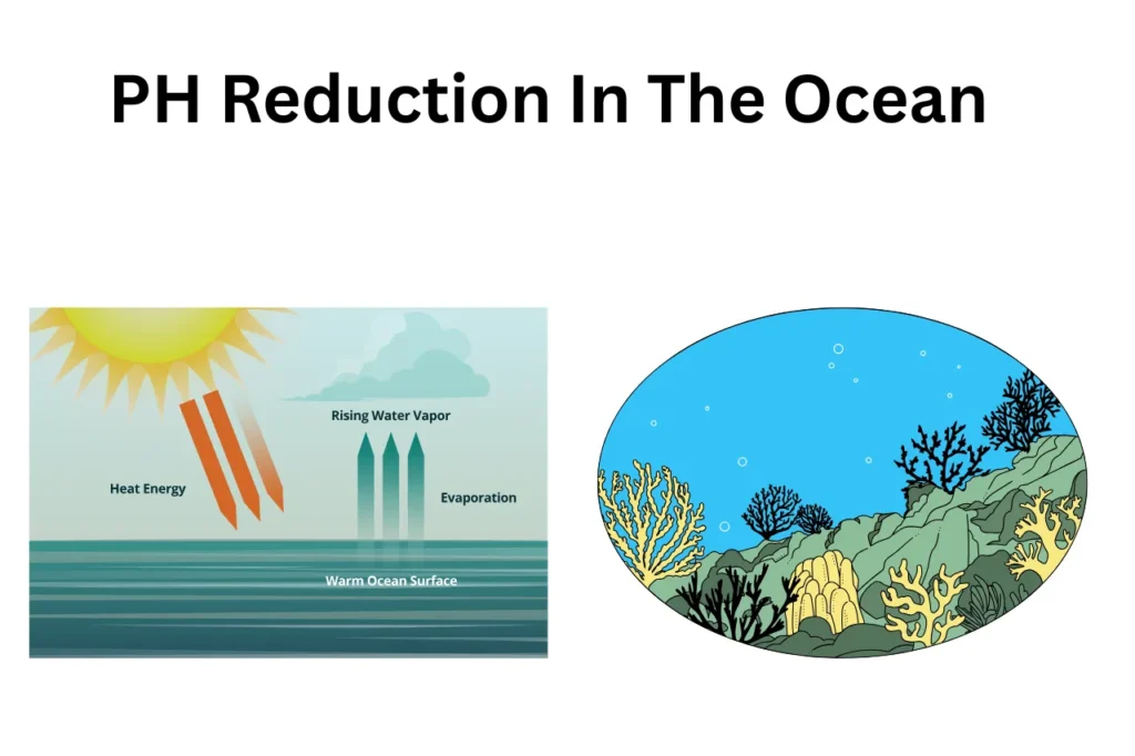 What Is Ocean Acidification?