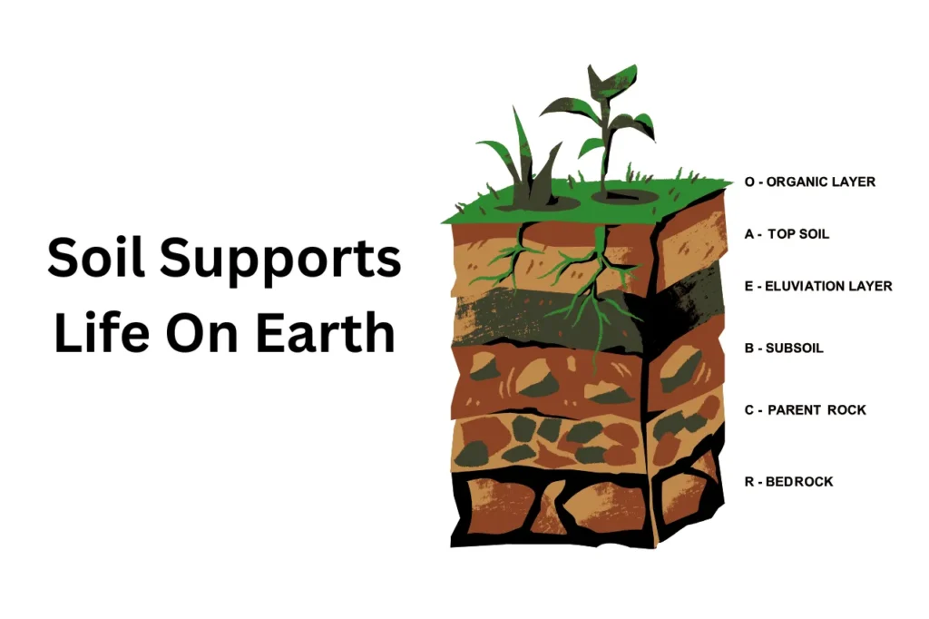 What Is Soil