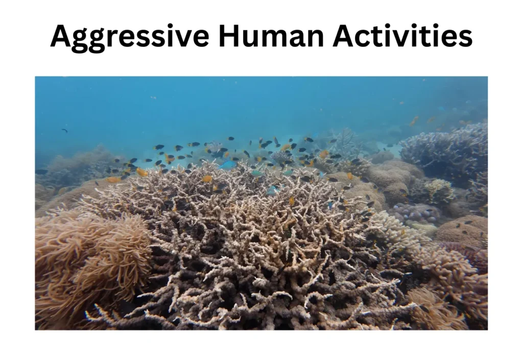 Why Are Coral Reefs Disappearing