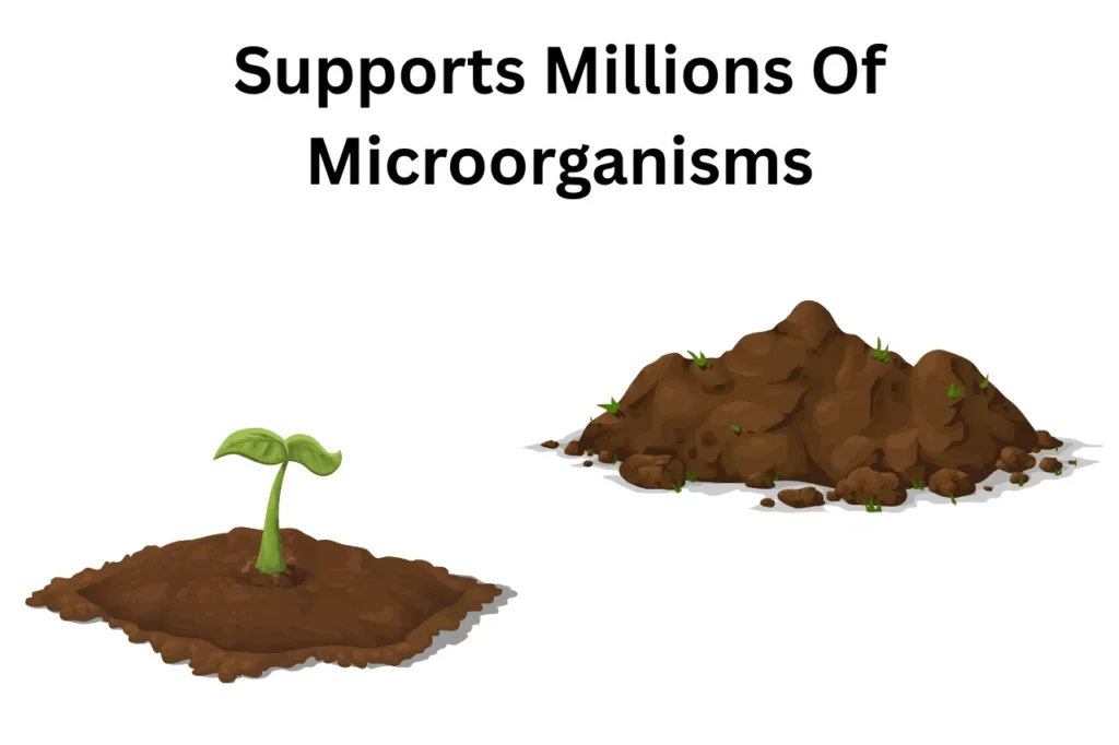 Why Soil Is Important
